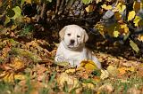 LABRADOR 326